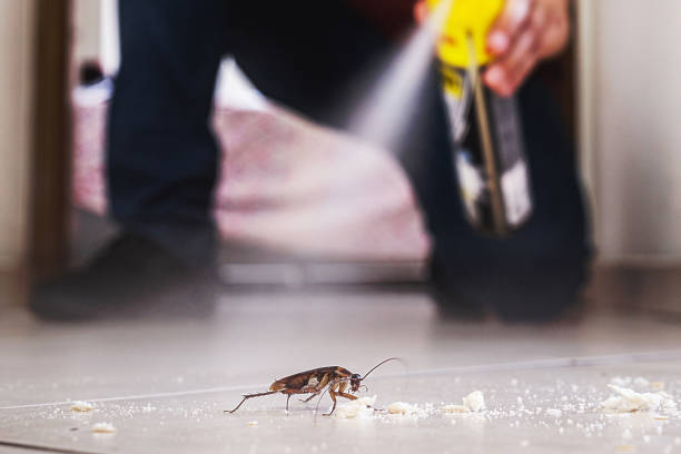 Best Spider Control Near Me  in Jackson, AL